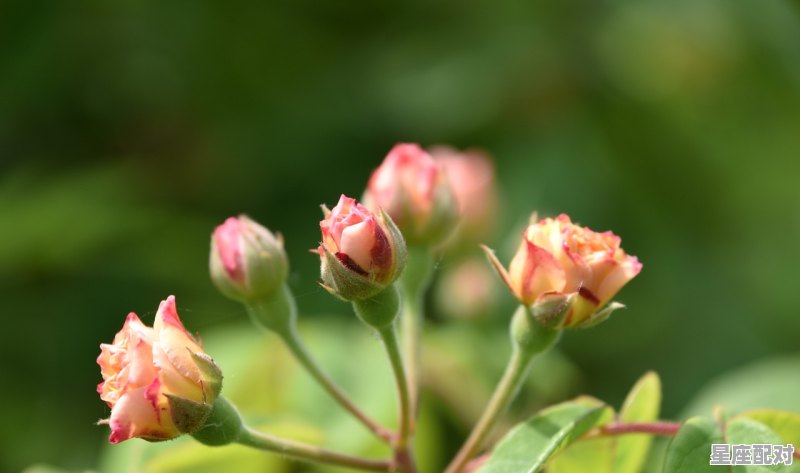 这个植物叫什么？清明节时开花，花很香，广西人喜欢拿花煮后，拿水泡米做糯米饭，颜很鲜很黄很香,广西挂青是啥习俗 - 星座运势