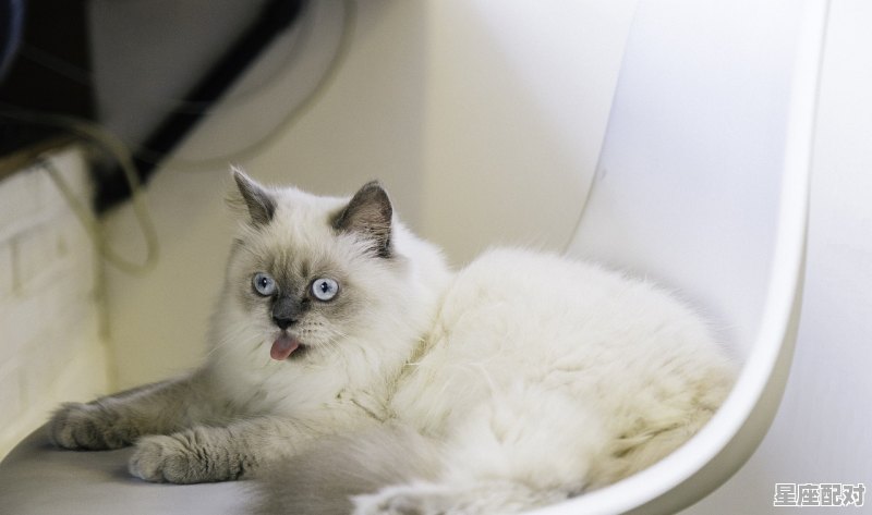 猫猫会做梦吗,做梦梦到猫 - 星座运势