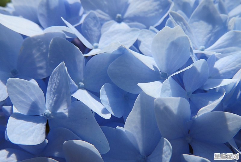 什么动物喜欢桃花,桃花什么生肖 - 星座运势