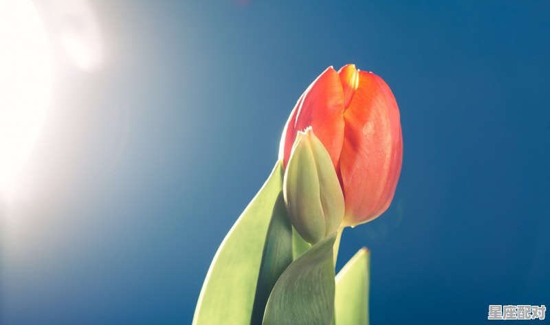 双鱼座最详细的性格_双鱼座什么性格好 - 星座运势