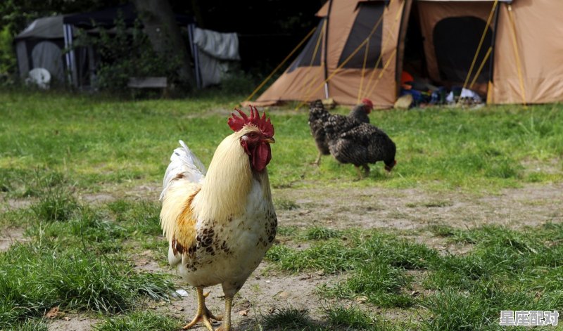 做鱼意思_梦见鱼会说话让我放生 做鱼意思_梦见鱼会说话让我放生 - 星座运势