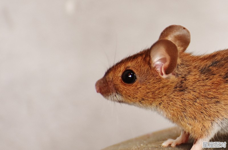 耳聪目灵打个肖_灵鼠闹岁灵人安,奋牛蹄春奋人吉的意思 耳聪目灵打个肖_灵鼠闹岁灵人安,奋牛蹄春奋人吉的意思 - 星座运势