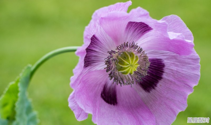 天蝎女和水瓶男配吗,星座配对情侣天蝎和水瓶配吗男生女生怎么配 天蝎女和水瓶男配吗,星座配对情侣天蝎和水瓶配吗男生女生怎么配 - 星座运势