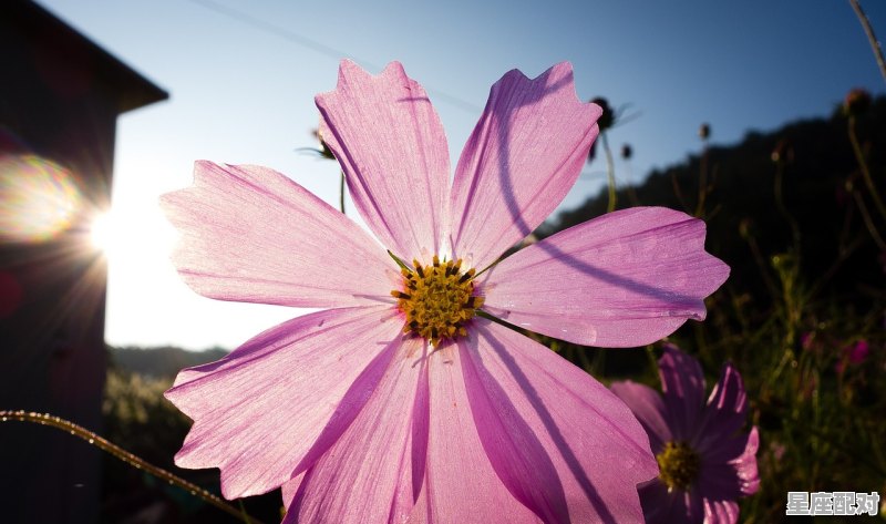 云破月花弄影什么意思,云是什么生肖 云破月花弄影什么意思,云是什么生肖 - 星座运势