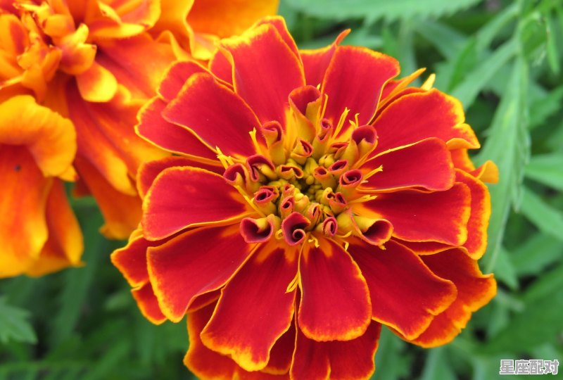 天蝎和水瓶相配吗，星座配对情侣天蝎和水瓶的区别是什么意思啊 - 星座运势