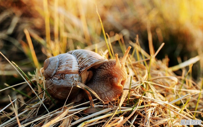 半生半熟悉是什么动物,半什么生肖 半生半熟悉是什么动物,半什么生肖 - 星座运势