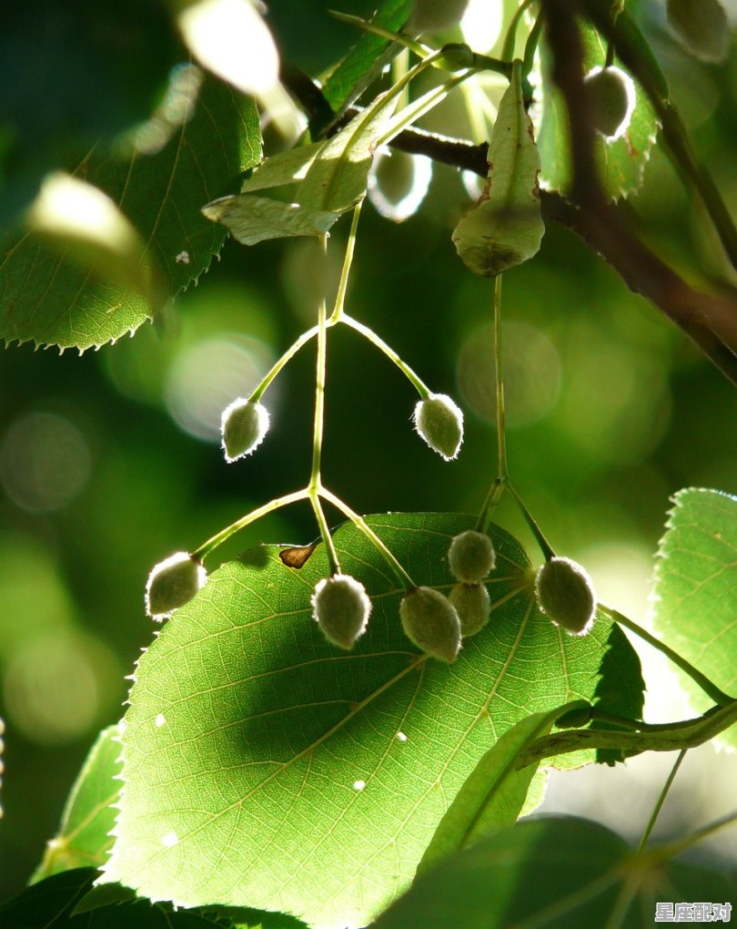 oppor15梦镜版拍照有树枝是怎么回事，梦到树枝 - 星座运势