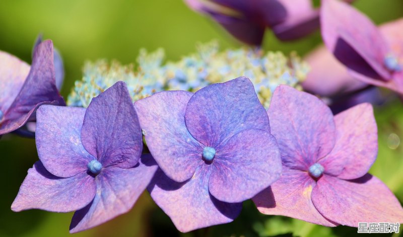 3 月是什么星座,12什么星座是 - 星座运势