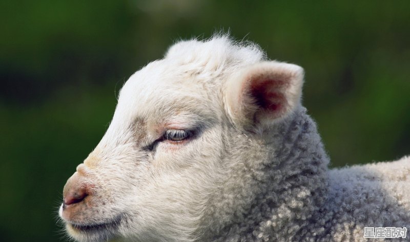 穷指什么动物,手是什么生肖 穷指什么动物,手是什么生肖 - 星座运势