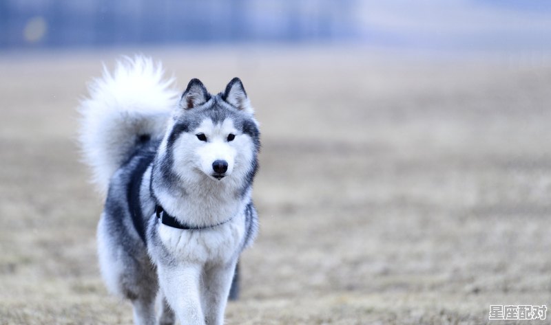 买一身是宝的动物打一动物,宝是什么生肖 买一身是宝的动物打一动物,宝是什么生肖 - 星座运势
