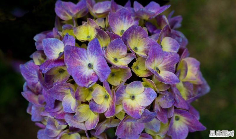 5月份是什么星座啊,五月的是什么星座 5月份是什么星座啊,五月的是什么星座 - 星座运势