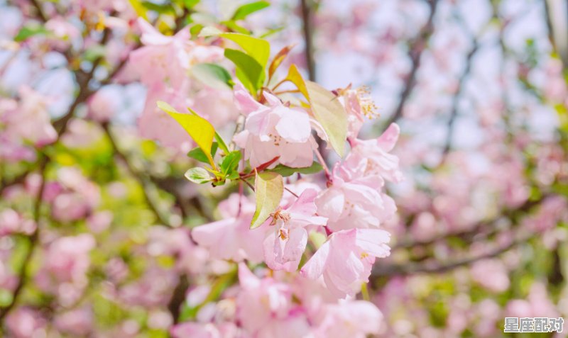 3月份的一般是什么星座_3月的人是什么星座 3月份的一般是什么星座_3月的人是什么星座 - 星座运势