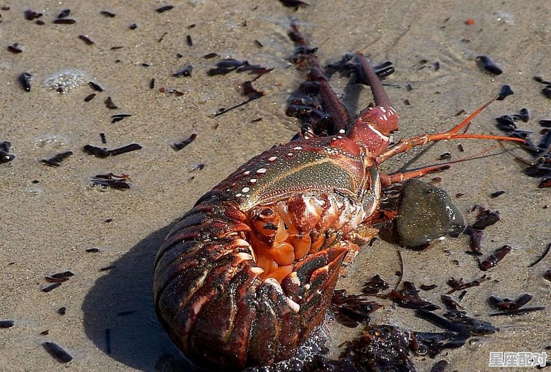 梦到龙虾,梦到龙虾 梦到龙虾,梦到龙虾 - 星座运势