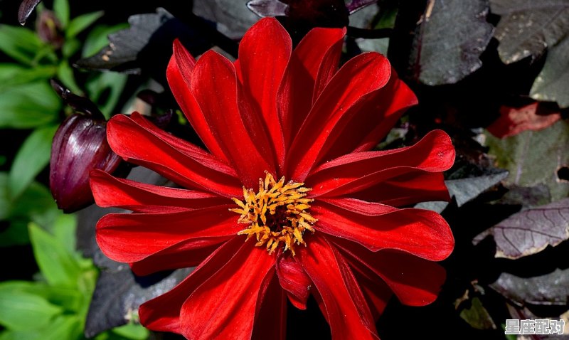 2月什么座_二月是什么星座女 2月什么座_二月是什么星座女 - 星座运势