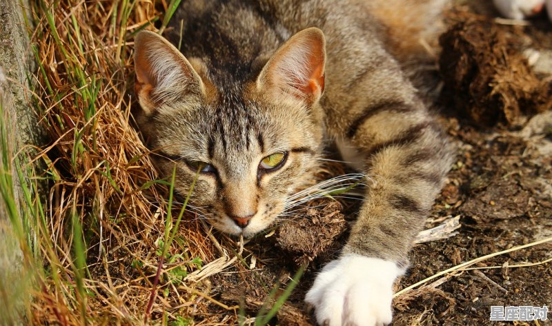 2023年是鱼年么，鱼是什么生肖 - 星座运势