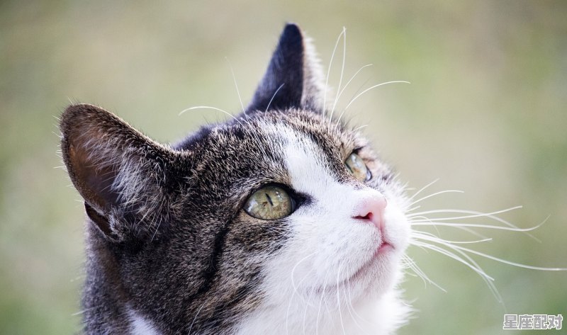 拥有第六指的动物是,6是什么生肖 拥有第六指的动物是,6是什么生肖 - 星座运势