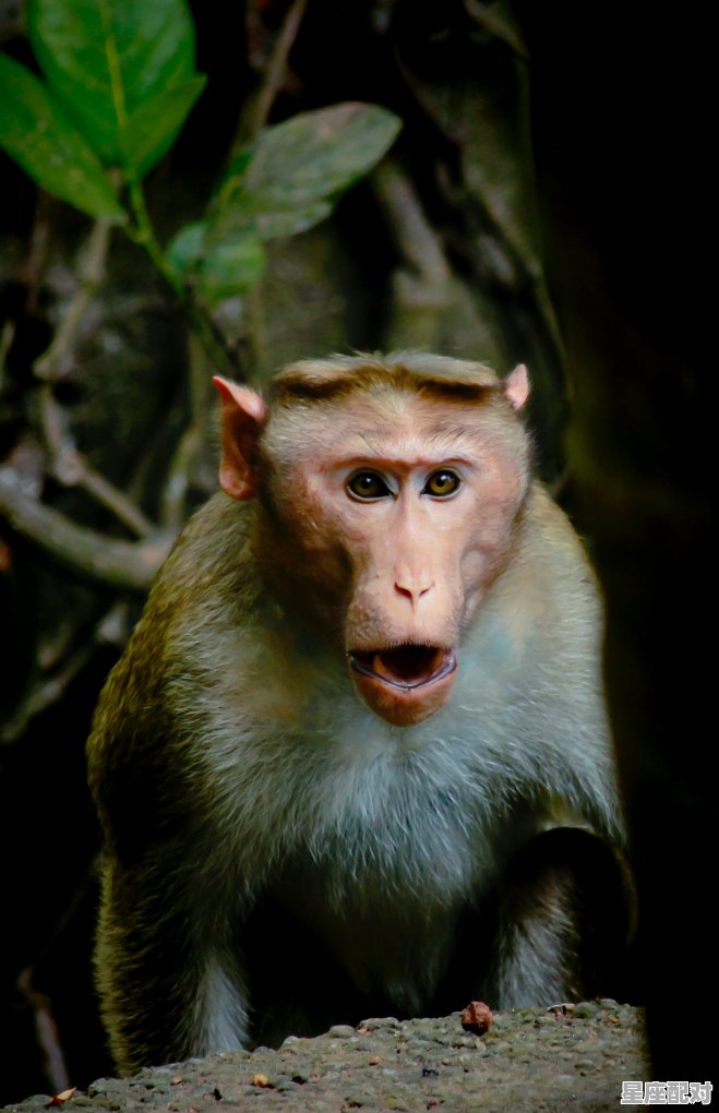 来来去去的动物是什么_呼来换去一般指什么动物 - 星座运势