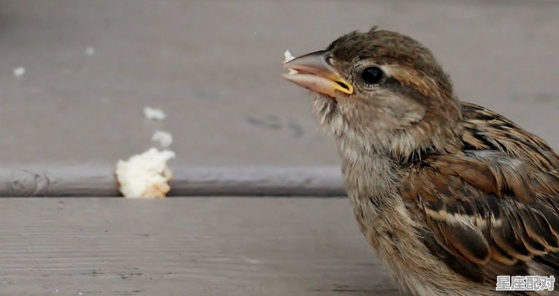 乌云打一动物_耕云播雨是代表什么动物 - 星座运势
