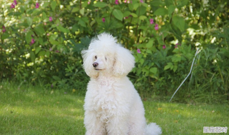 卧打一动物是什么_哥俩坐班房,难兄难弟。猜一生肖 卧打一动物是什么_哥俩坐班房,难兄难弟。猜一生肖 - 星座运势