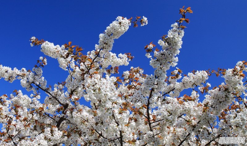 梦中的婚礼有什么寓意，梦到婚礼 - 星座运势