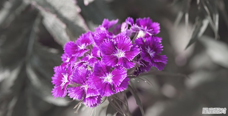 天蝎女和水瓶男配吗,水瓶男和天蝎女星座配对比重多少 - 星座运势