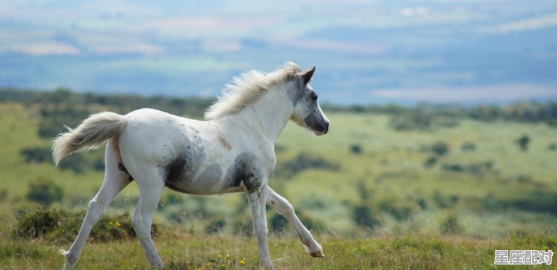 02年生人属什么，02马今日运势 - 星座运势