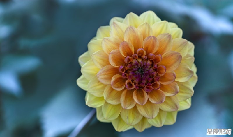 4月份是什么星座,四月是什么星座的 4月份是什么星座,四月是什么星座的 - 星座运势