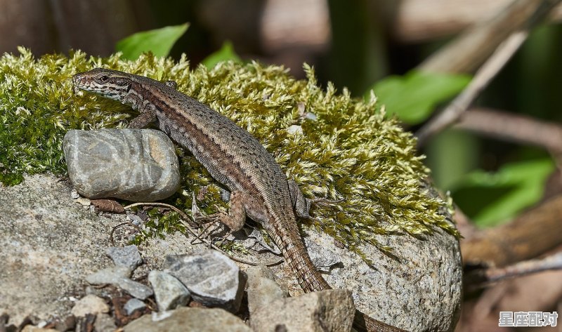 吃虫的动物是什么生肖,食是什么生肖 吃虫的动物是什么生肖,食是什么生肖 - 星座运势