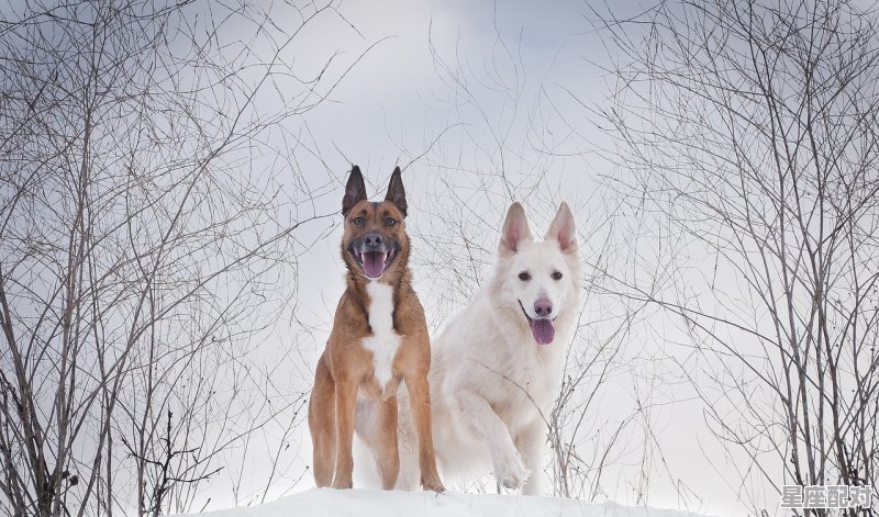 67年属羊到底是火命还是水命_1967年生人属什么的 67年属羊到底是火命还是水命_1967年生人属什么的 - 星座运势