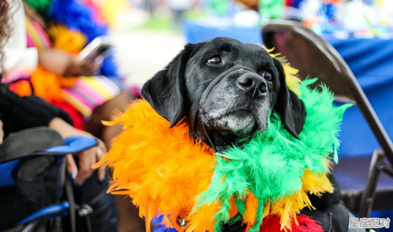 香肠派对怎样抽出新出的量子利刃_量子生物今日运势 香肠派对怎样抽出新出的量子利刃_量子生物今日运势 - 星座运势