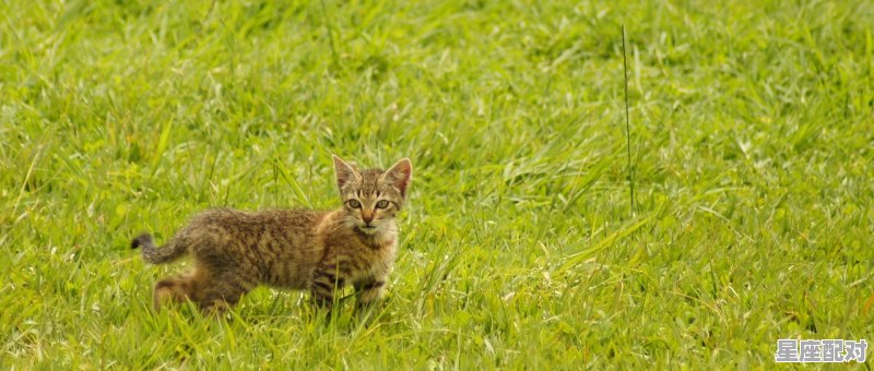 属猫的国家_2022是不是猫年 属猫的国家_2022是不是猫年 - 星座运势