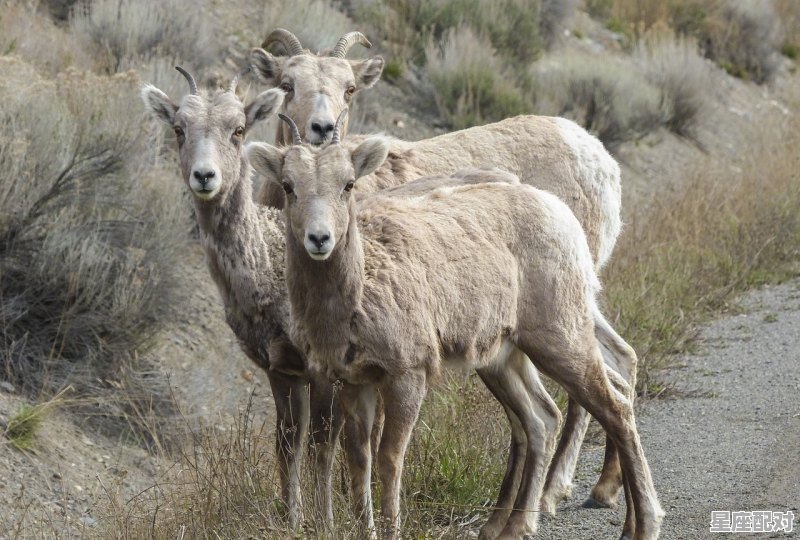 属虎的处女座女生性格_奥恩是羊还是牛 - 星座运势