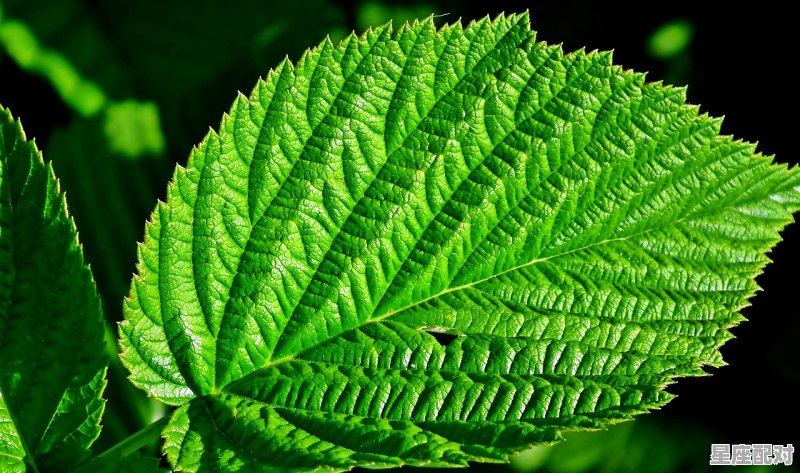 绿柳芳春多少岁,思什么生肖 绿柳芳春多少岁,思什么生肖 - 星座运势