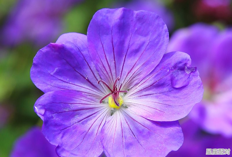 世上最大的星座是什么_十二星座像男孩还是女孩 世上最大的星座是什么_十二星座像男孩还是女孩 - 星座运势