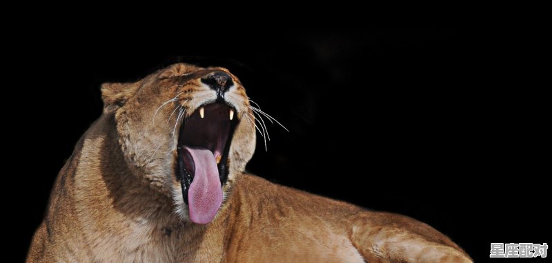 克己奉公猜一个动物,语什么生肖 - 星座运势