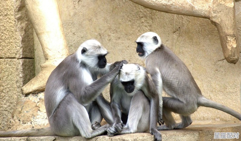 投石问路打一动物_云深雾罩山前路打一动物 - 星座运势
