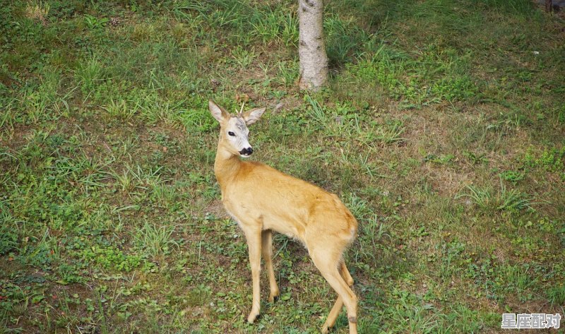林字猜什么动物_众木成林是什么动物 - 星座运势