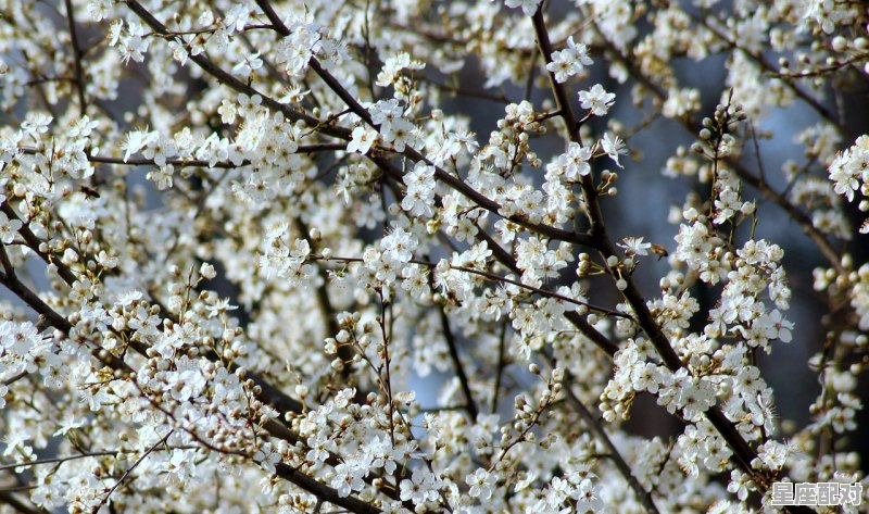 二月红梅打一动物，梅花什么生肖 - 星座运势