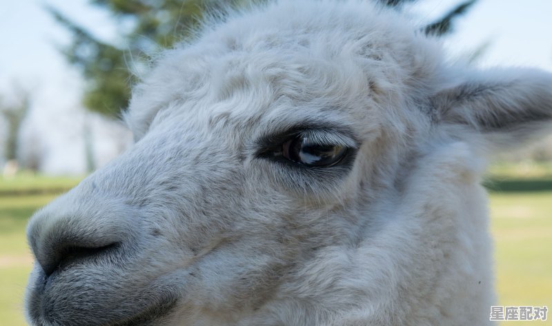 那种动物胜之不武牛,羊,马,鸡,猪,龙,虎,狗,蛇,免,猴,鼠,胜什么生肖 那种动物胜之不武牛,羊,马,鸡,猪,龙,虎,狗,蛇,免,猴,鼠,胜什么生肖 - 星座运势