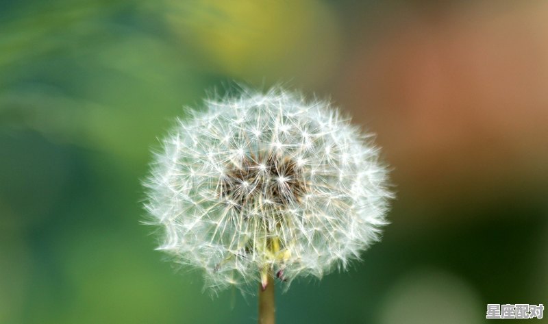 属龙的女人是什么性格,属龙天秤座男生性格 - 星座运势