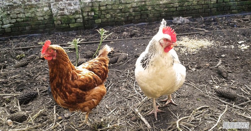 1933年属鸡2022年多大_2021年12月,几号属鸡 1933年属鸡2022年多大_2021年12月,几号属鸡 - 星座运势