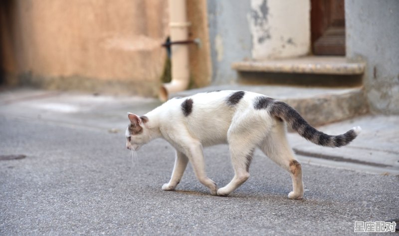 独是什么动物_独:代表什么动物 - 星座运势