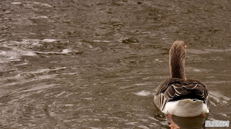 七手八脚是什么动物,足是什么生肖 - 星座运势