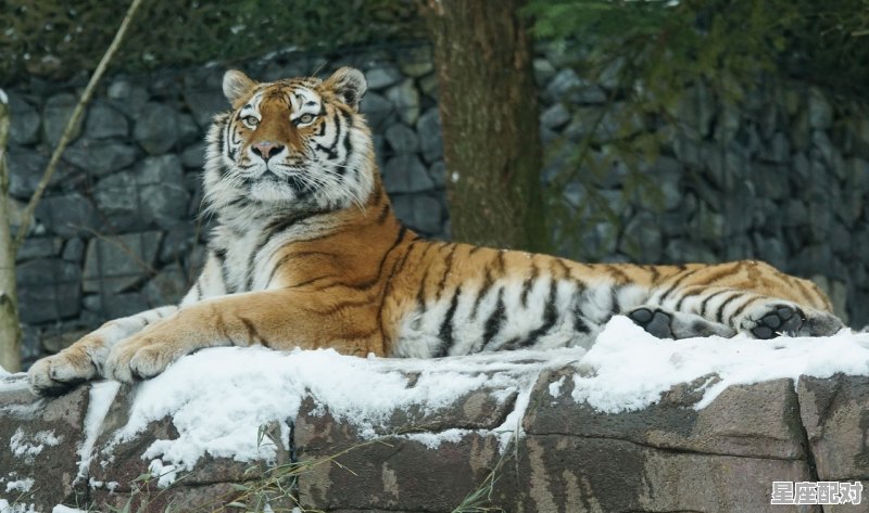 九月生的是什么动物_九月的老虎是什么虎 九月生的是什么动物_九月的老虎是什么虎 - 星座运势