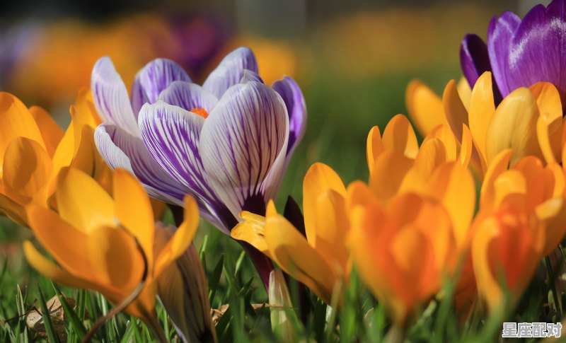 2018年什么属相_2018什么属性年 - 星座运势