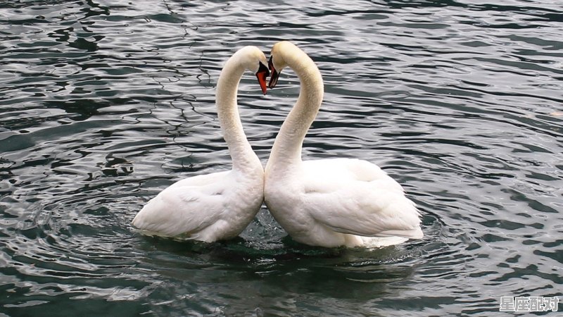 双鱼座女是什麽样性格，双鱼座女人是什么性格 - 星座运势