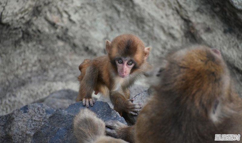 鬼谷子星座，属猴水瓶座女生性格 - 星座运势