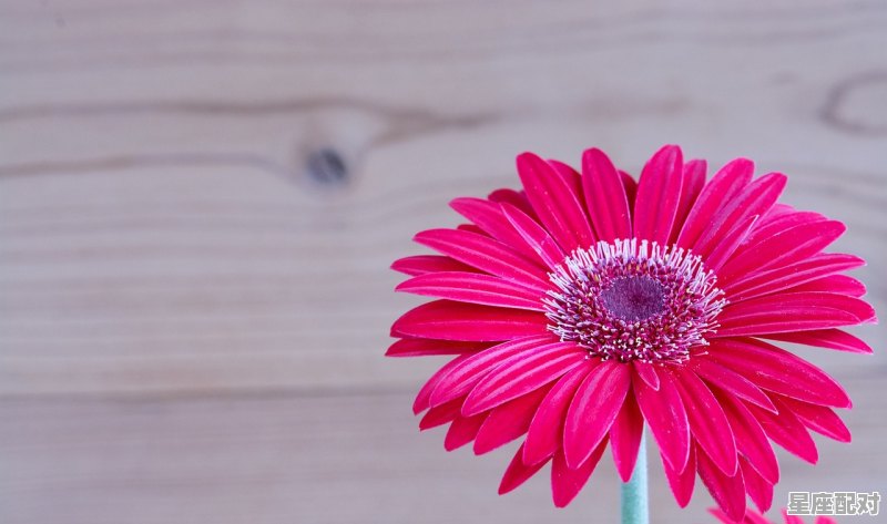 最适合结婚的5对星座注定天生一对，12星座适合什么星座配对女生 - 星座运势