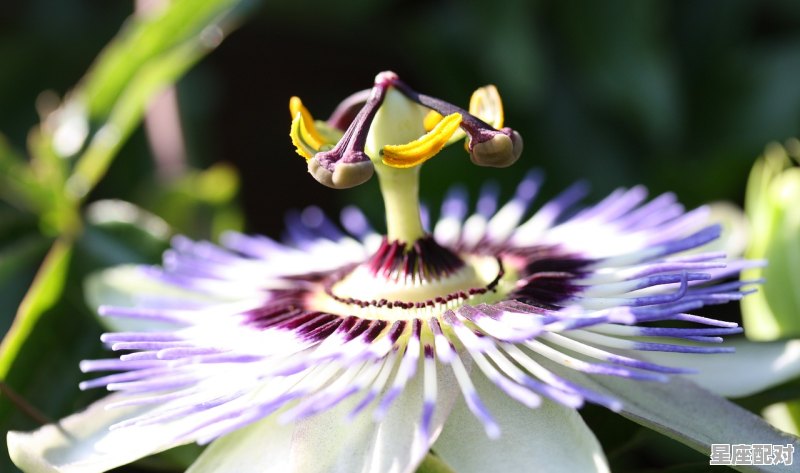 3月属龙是什么星座,属龙的什么星座 3月属龙是什么星座,属龙的什么星座 - 星座运势