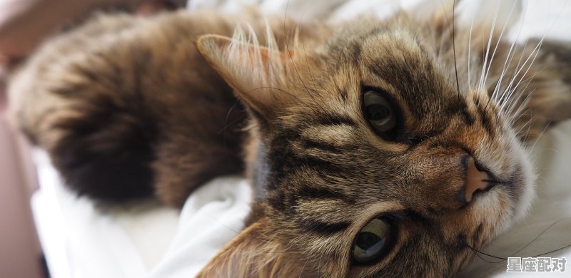 猫在床上生了小猫示意什么_一只猫想进我家寓意 - 星座运势